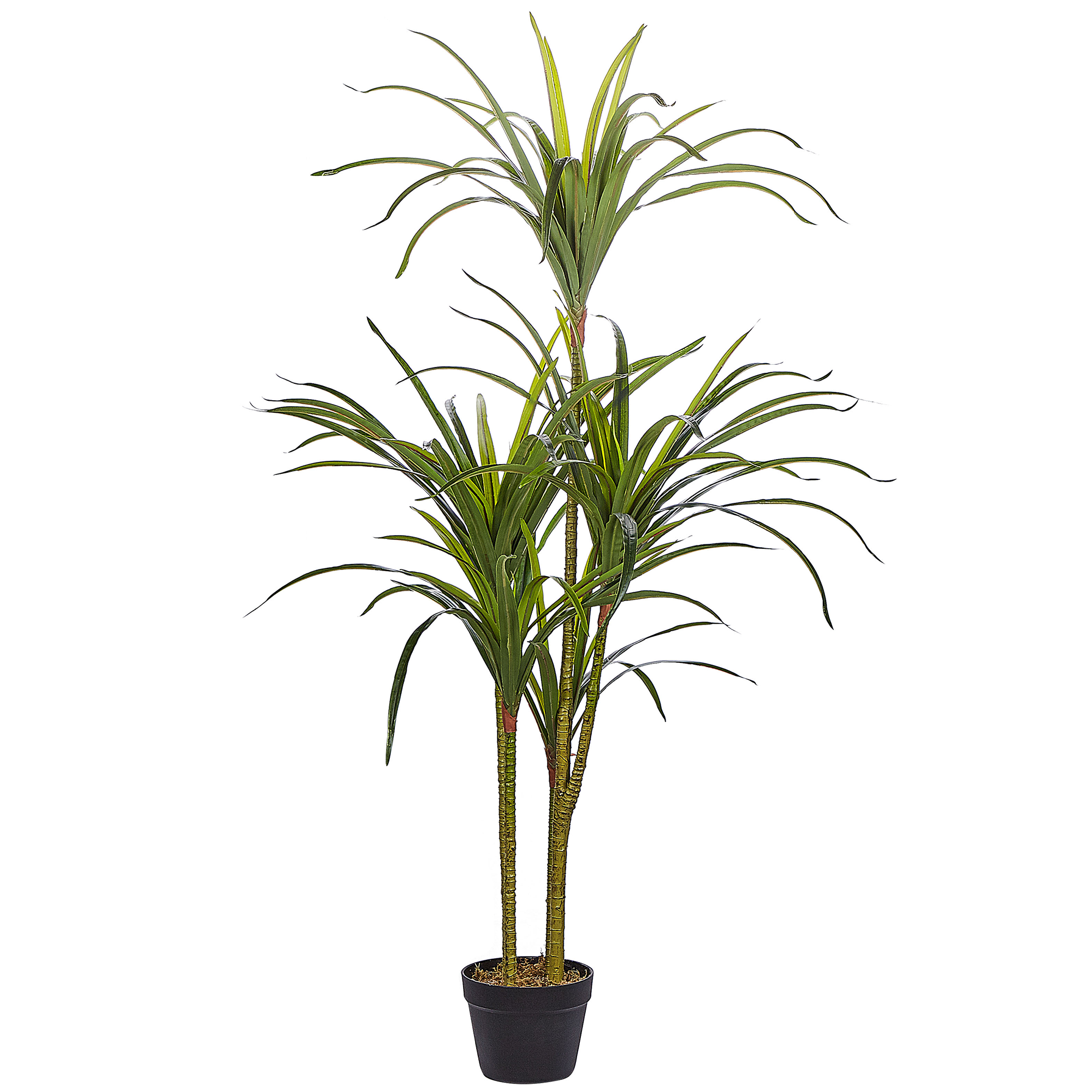 Kunstplant 147 cm DRACAENA ANITA