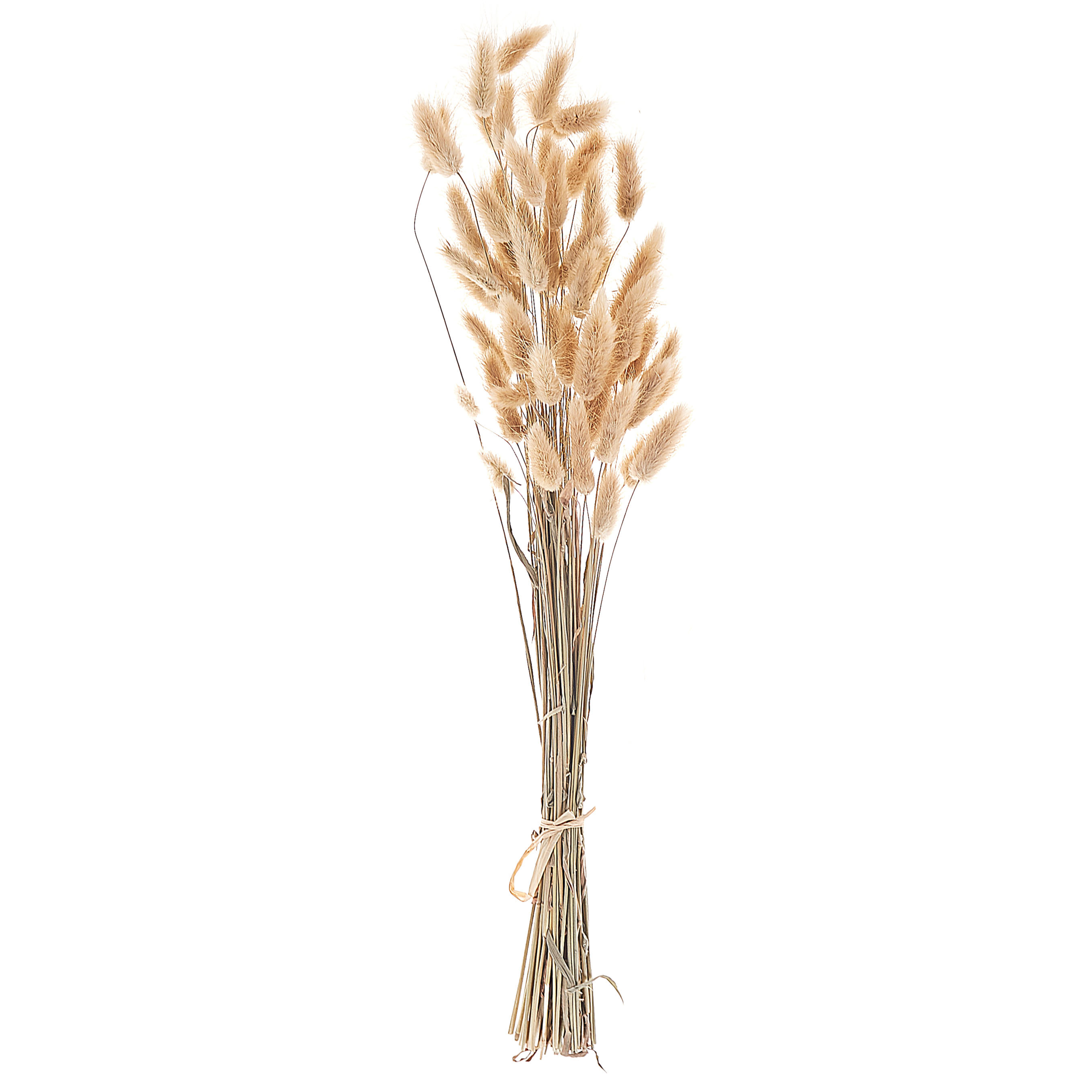 Droogbloemen boeket 58 cm naturel SANABRIA